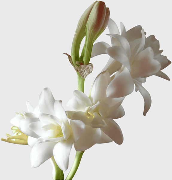 white watercolor tuberose, scentsy tuberose floral decoration, hand-painted white floral art, perfume essential oil aroma compound, elegant white flower illustration, delicate floral design elements, floral beauty in watercolor style white watercolor tuberose, scentsy tuberose floral decoration, hand-painted white floral art, perfume essential oil aroma compound, elegant white flower illustration, delicate floral design elements, floral beauty in watercolor style