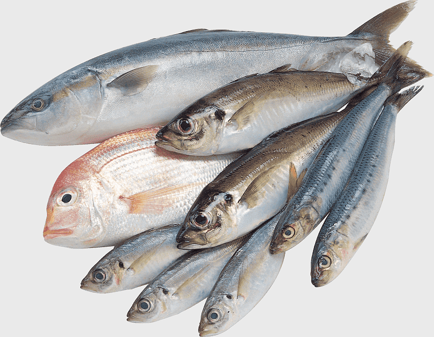 saltwater fish varieties, sardine and mackerel, fresh seafood selection, oily fish types, marine protein sources, aquatic delicacies, fish market assortment saltwater fish varieties, sardine and mackerel, fresh seafood selection, oily fish types, marine protein sources, aquatic delicacies, fish market assortment