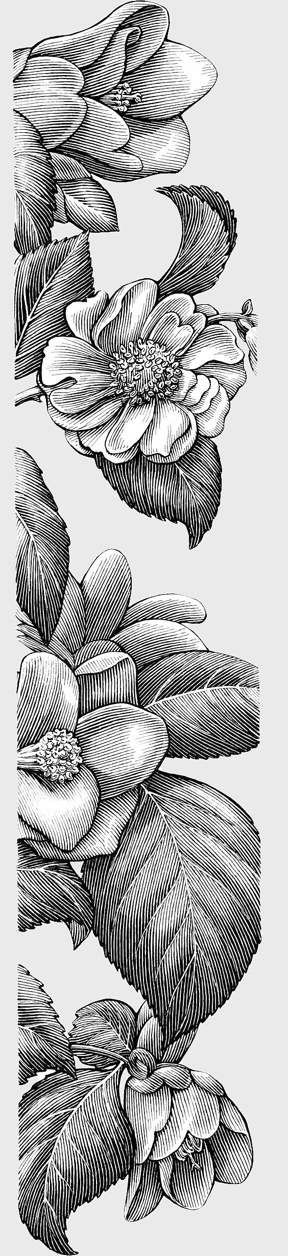 line art floral borders, sketch design white flowers, decorative monochrome illustrations, creative border textures, vintage floral patterns, elegant black and white art, botanical drawing elements