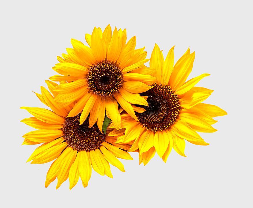 three yellow sunflowers, watercolor sunflowers, sunflower floral decoration, little sunflower, bright floral arrangement, cheerful sunflower bundles, blooming летние цветы