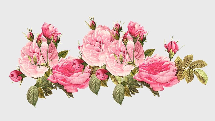 pink peony flowers illustration, Centifolia roses vintage, floral design scrapbooking, rose family plant, botanical art print, garden flower arrangement, vintage floral decor
