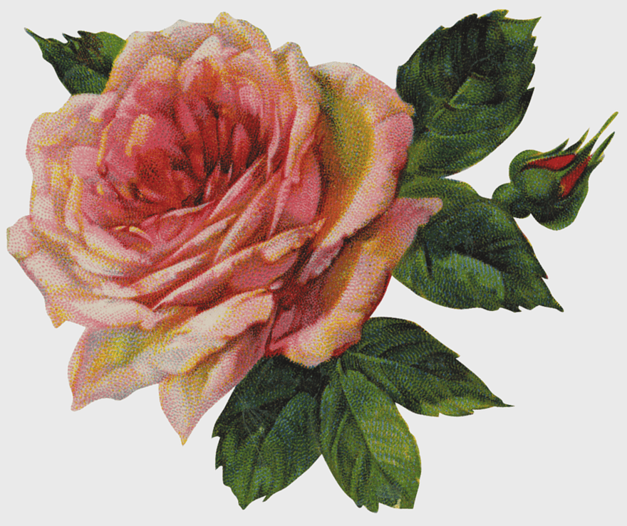vintage rose illustration, rosa centifolia print, floral design art, antique garden roses, botanical rose print, vintage floral decor, classic rose