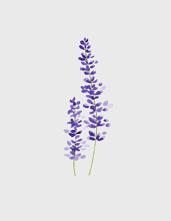 purple lavender watercolor, lavender hand-painted art, decorative cosmetic watercolor, purple hand painted flowers, botanical watercolor designs, floral decorative elements, lavender floral illustrations