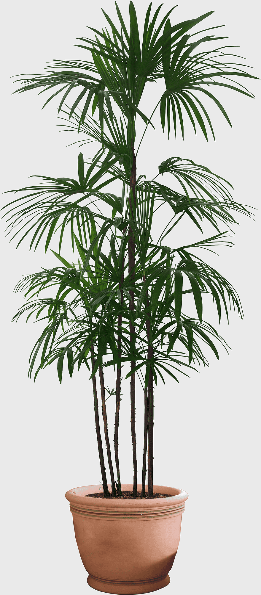 Howea forsteriana houseplant, green leaf potted plant, watercolor palm leaves, terracotta flowerpot, indoor tropical decor, natural living room plants, evergreen ornamental tree Howea forsteriana houseplant, green leaf potted plant, watercolor palm leaves, terracotta flowerpot, indoor tropical decor, natural living room plants, evergreen ornamental tree