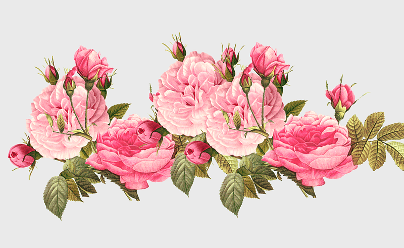 Vintage floral design, pink rose bouquet, centifolia roses, flower arranging, botanical illustration, floral art print, romantic garden decor