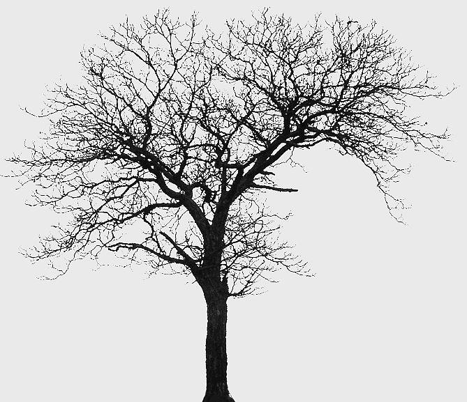 winter tree silhouette, monochrome tree drawing, black and white tree cutout, woody plant architecture, bare branch art, architectural nature design, seasonal home decor elements winter tree silhouette, monochrome tree drawing, black and white tree cutout, woody plant architecture, bare branch art, architectural nature design, seasonal home decor elements