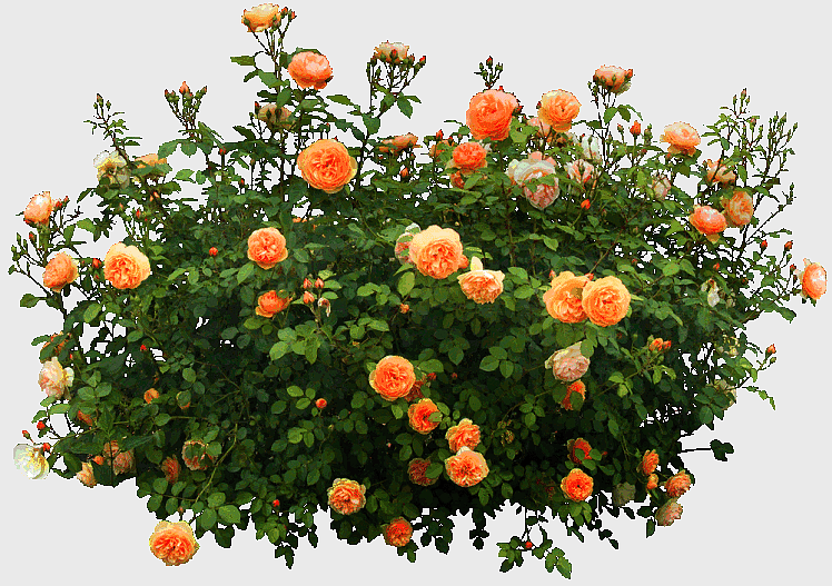 orange petaled flowers, orange flower garden decoration, shrub flower arrangement, rose family plants, floral garden design, decorative plant patterns, watercolor flower art orange petaled flowers, orange flower garden decoration, shrub flower arrangement, rose family plants, floral garden design, decorative plant patterns, watercolor flower art