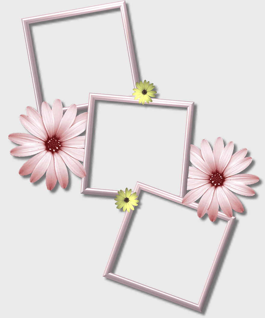 frames with flowers, pink daisy frame collage, three frames, floral montage frames, decorative borders, frames with petals, digital collage templates