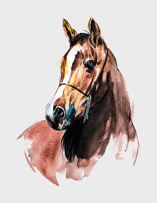 Arabian horse watercolor portrait, horse painting with bridle, white mare art, horse snout close-up, equestrian artwork, equine illustration, animal portrait art Arabian horse watercolor portrait, horse painting with bridle, white mare art, horse snout close-up, equestrian artwork, equine illustration, animal portrait art