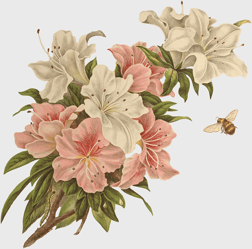 white and pink floral illustration, vintage floral design, flying bee and flowers, peruvian lily bouquet, botanical art print, nature-inspired decor, garden-themed illustration white and pink floral illustration, vintage floral design, flying bee and flowers, peruvian lily bouquet, botanical art print, nature-inspired decor, garden-themed illustration
