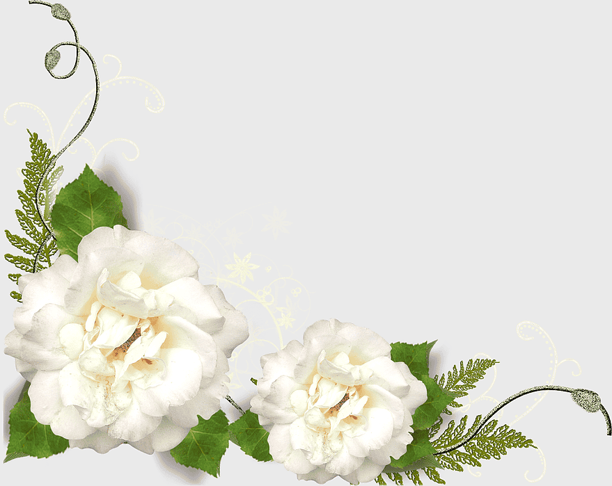 white rose bouquet, floral arrangement design, gardenia flower art, rosa centifolia illustration, elegant floral composition, delicate flower arrangement, vintage floral decoration
