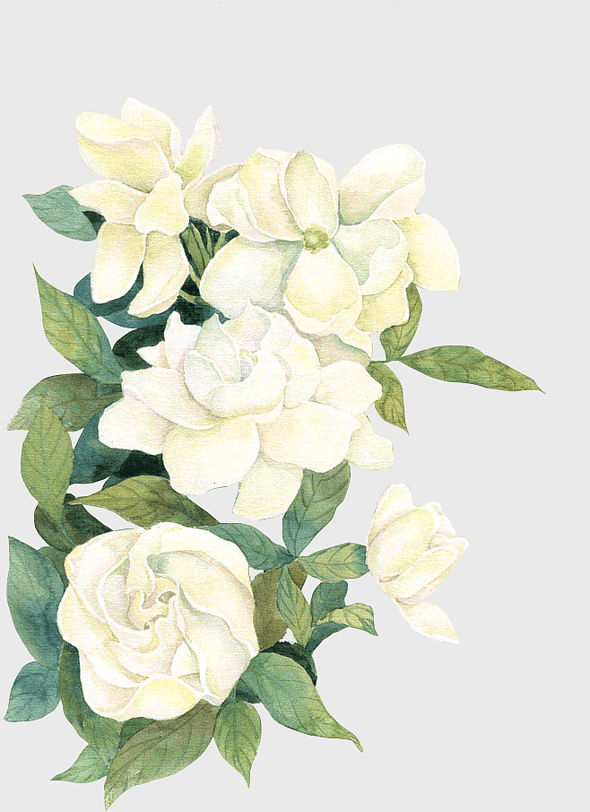watercolor white flowers, gardenia floral illustration, decorative floral patterns, cut white gardenia flowers, elegant floral art, botanical watercolor design, white rose family blooms watercolor white flowers, gardenia floral illustration, decorative floral patterns, cut white gardenia flowers, elegant floral art, botanical watercolor design, white rose family blooms