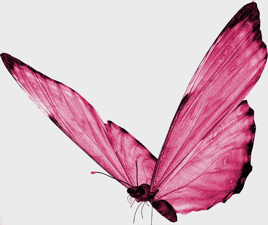 pink and black butterfly illustration, butterfly desktop image, brush-footed butterfly species, magenta insect wings, nature-inspired butterfly art, lepidopteraStudies, vibrant butterfly graphics pink and black butterfly illustration, butterfly desktop image, brush-footed butterfly species, magenta insect wings, nature-inspired butterfly art, lepidopteraStudies, vibrant butterfly graphics