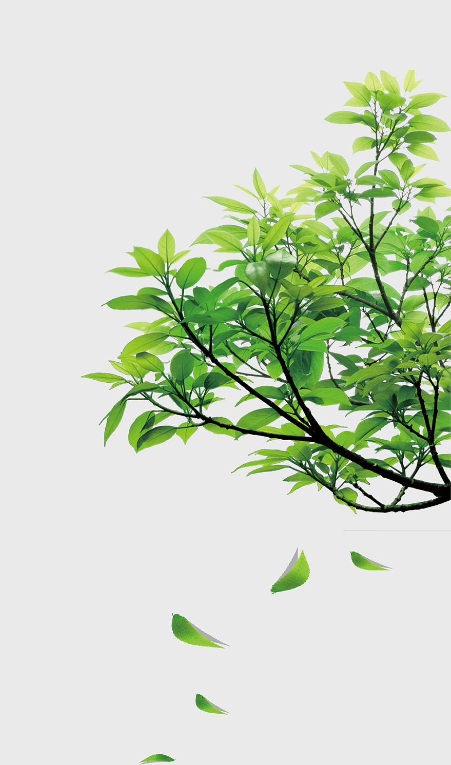 falling green leaves, natural leaf montage, vibrant plant stem, watercolor leaf design, botanical illustration, foliage pattern, greenery branch art falling green leaves, natural leaf montage, vibrant plant stem, watercolor leaf design, botanical illustration, foliage pattern, greenery branch art