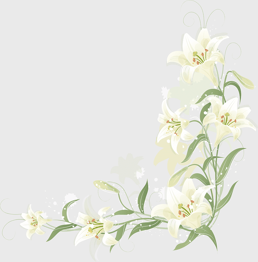 hand-painted lily border, white lily flowers illustration, watercolor painting, floral design, elegant floral arrangement, decorative lily frame, vintage floral artistry