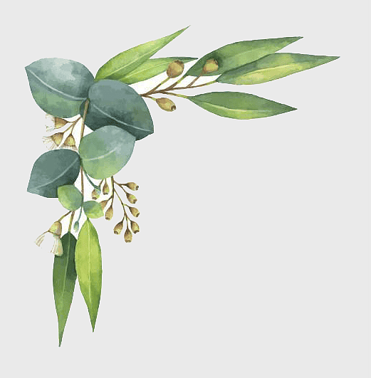 Eucalyptus polyanthemos watercolor, green leaf watercolor painting, leafy branch illustration, watercolor leaf decoration, botanical watercolor art, nature-inspired watercolor, eucalyptus plant illustration Eucalyptus polyanthemos watercolor, green leaf watercolor painting, leafy branch illustration, watercolor leaf decoration, botanical watercolor art, nature-inspired watercolor, eucalyptus plant illustration