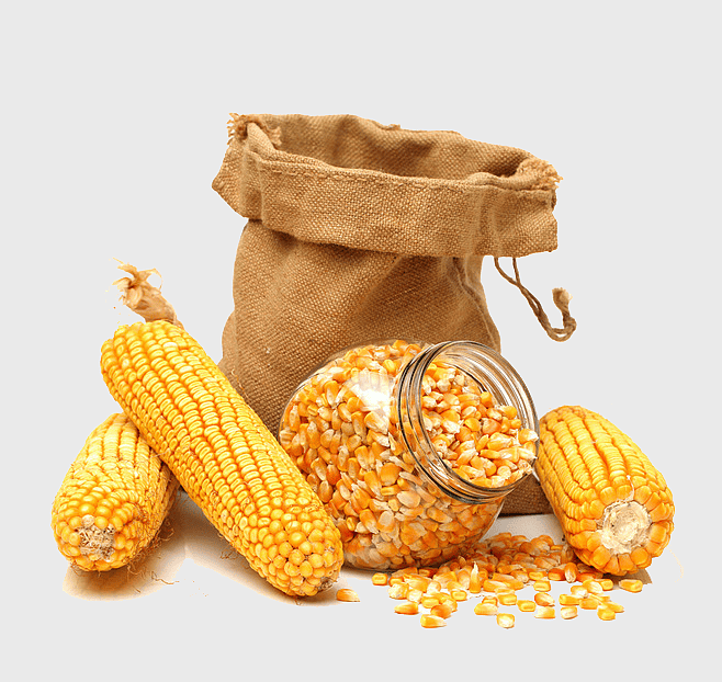corn on the cob, golden corn kernels, sweet corn in jar, corn and burlap sack, corn harvest display, corn storage solutions, corn-based food products