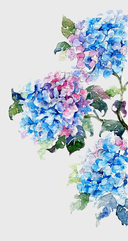 watercolor hydrangea painting, blue and pink floral art, hand-painted flower illustration, watercolor flower bouquet, botanical watercolor design, floral watercolor artwork, hydrangea floral arrangement watercolor hydrangea painting, blue and pink floral art, hand-painted flower illustration, watercolor flower bouquet, botanical watercolor design, floral watercolor artwork, hydrangea floral arrangement