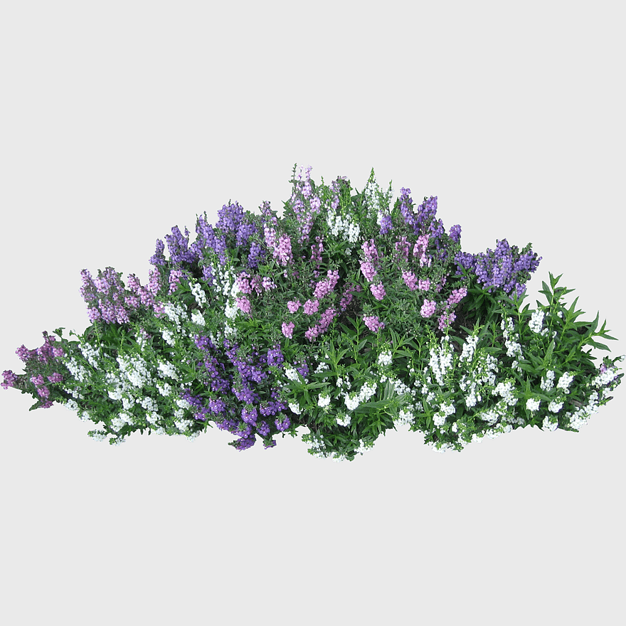 assorted-color flowers, Shrub Flower Rose, purple and white blooms, flowering plant, garden landscaping ideas, floral arrangement design, outdoor garden decor assorted-color flowers, Shrub Flower Rose, purple and white blooms, flowering plant, garden landscaping ideas, floral arrangement design, outdoor garden decor