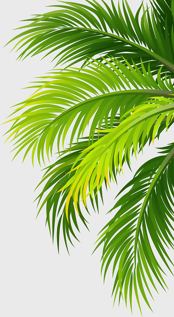 green palm tree sticker, watercolor palm leaves, coconut water air filter plant, tropical plant leaves, botanical illustration, nature-inspired design, leafy greenery pattern green palm tree sticker, watercolor palm leaves, coconut water air filter plant, tropical plant leaves, botanical illustration, nature-inspired design, leafy greenery pattern