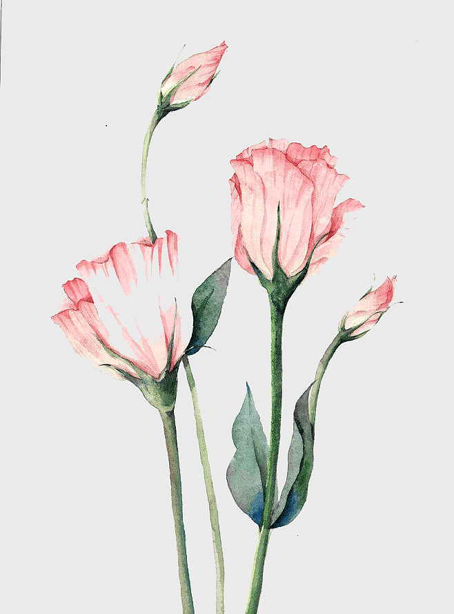 watercolor pink flowers, autumn watercolor painting, cut flowers watercolor, pink flower buds, floral watercolor art, delicate floral illustration, green leaf watercolor