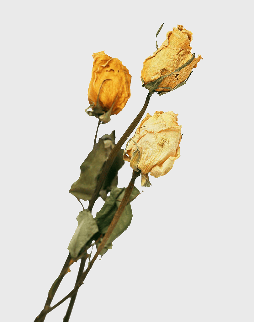 yellow dried roses, retro floral arrangement, preserved yellow rose bouquet, vintage dried flowers, delicate dried blooms, natural floral decor, rustic floral elements
