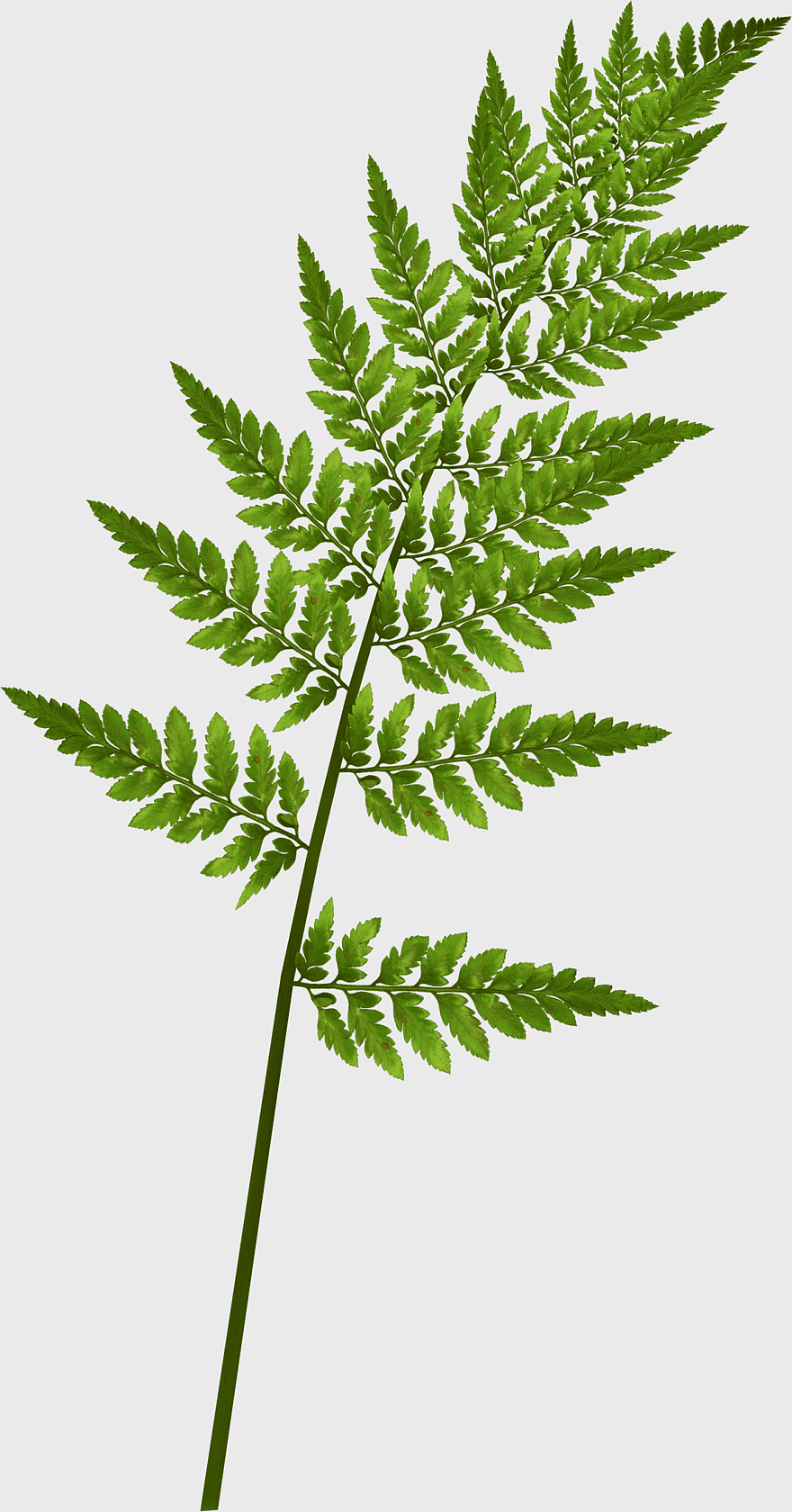green fern leaves, watercolor fern illustration, fairy tale plant, fern green pine leaf, botanical illustration, nature-inspired design, vintage leaf art green fern leaves, watercolor fern illustration, fairy tale plant, fern green pine leaf, botanical illustration, nature-inspired design, vintage leaf art