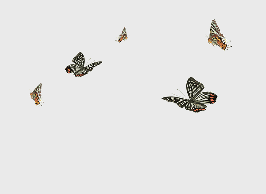 butterfly group illustration, assorted-color butterflies, flying butterfly wings, watercolor butterfly art, nature-inspired art, insect pollinators, colorful wildlife art