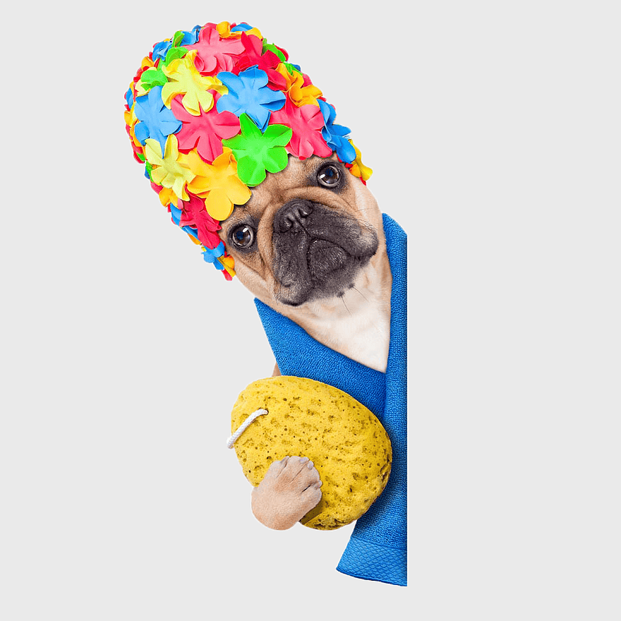 French Bulldog puppy shower cap, dog grooming accessories, pet spa essentials, colorful dog swim cap, adorable puppy bathing, cute pet hygiene products, playful dog care items French Bulldog puppy shower cap, dog grooming accessories, pet spa essentials, colorful dog swim cap, adorable puppy bathing, cute pet hygiene products, playful dog care items