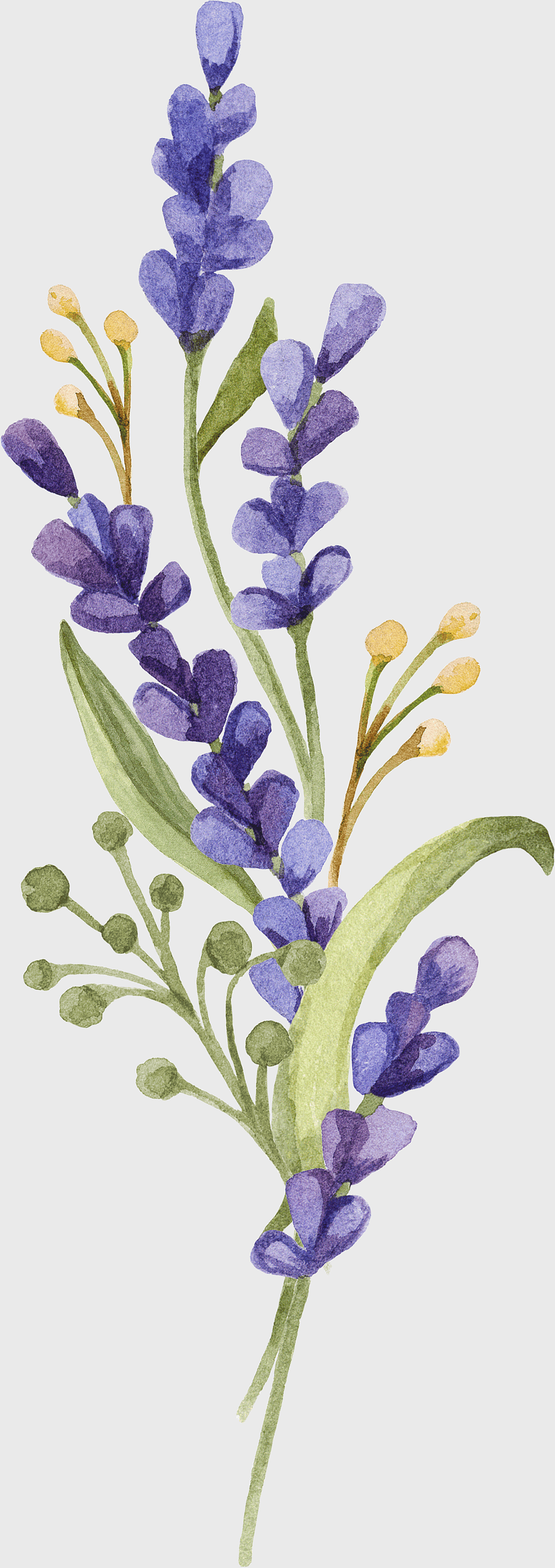 lavender watercolor illustration, small fresh lavender flower, lavender flower head art, purple lavender bouquet, botanical watercolor painting, lavender springtime decoration, floral watercolor design