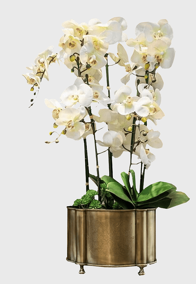 white petaled orchids in pot, potted white dendrobium orchid, white orchid floral arrangement, white flower in vase, elegant indoor orchid decor, minimalist white flower display, decorative orchid centerpiece white petaled orchids in pot, potted white dendrobium orchid, white orchid floral arrangement, white flower in vase, elegant indoor orchid decor, minimalist white flower display, decorative orchid centerpiece