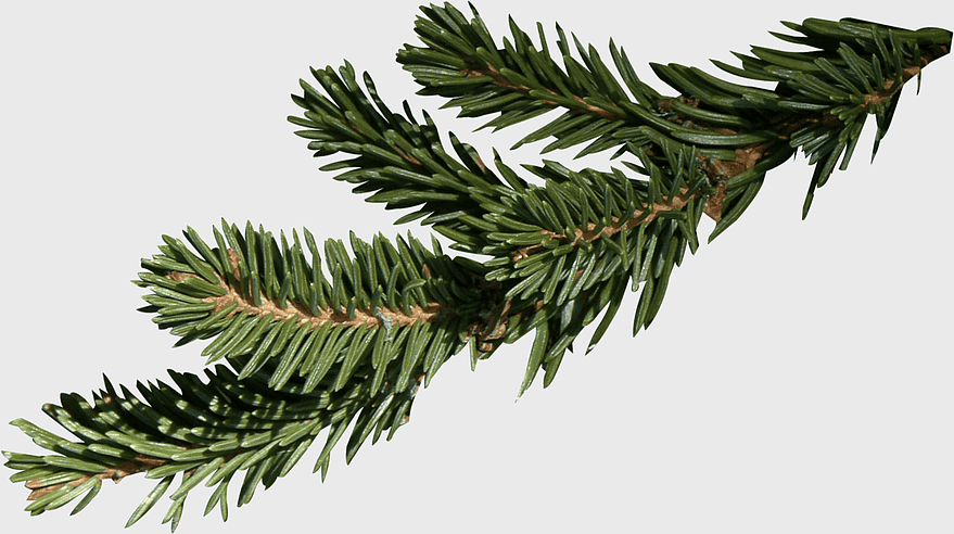 Fir Christmas tree branch, adolescents evergreen leaf, spruce decorative twig, creative coniferье ornament, holiyda pine pattern frame, yule branch frame, nature themed holiday designs