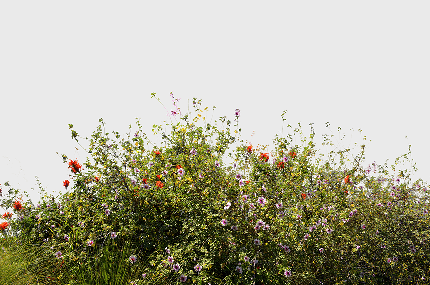 assorted-color wildflowers, spring flowering plants, meadow vegetation, bush blossoms, floral groundcover, natural flora arrangement, colorful shrubbery display