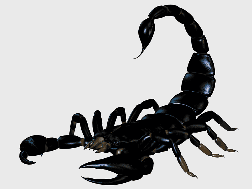 scorpion BMP file, arachnid invertebrate, scorpion product design, moment of glory scorpion, black scorpion image, scorpion tail sting, arthropod wildlife graphy scorpion BMP file, arachnid invertebrate, scorpion product design, moment of glory scorpion, black scorpion image, scorpion tail sting, arthropod wildlife graphy