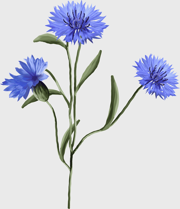 blue cornflower illustration, cornflower plant wildflower, watercolor flower, herbaceous plant flowers, wildflower watercolor art, floral botanical drawing, nature inspired art blue cornflower illustration, cornflower plant wildflower, watercolor flower, herbaceous plant flowers, wildflower watercolor art, floral botanical drawing, nature inspired art