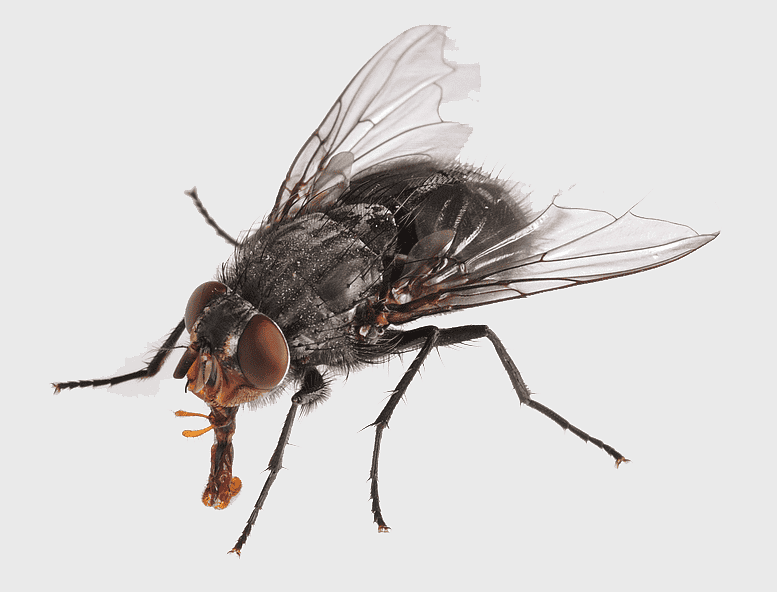 black flies illustration, lesser house fly, pest control, membrane winged insect, fly infestation, arthropod species, insect identification