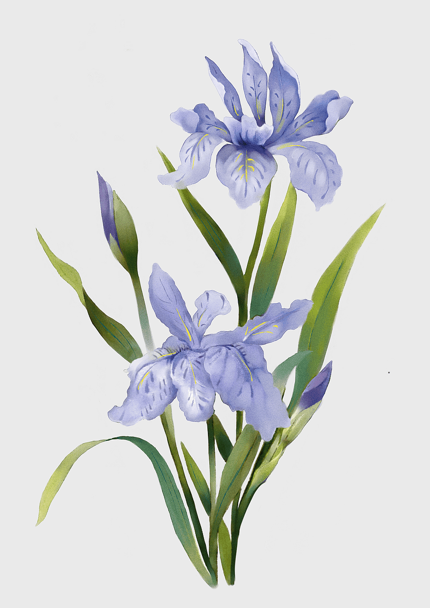 blue iris watercolor painting, watercolor iris flowers, purple iris floral art, watercolor iris plant illustration, botanical watercolor art, floral watercolor design, iris flower painting blue iris watercolor painting, watercolor iris flowers, purple iris floral art, watercolor iris plant illustration, botanical watercolor art, floral watercolor design, iris flower painting