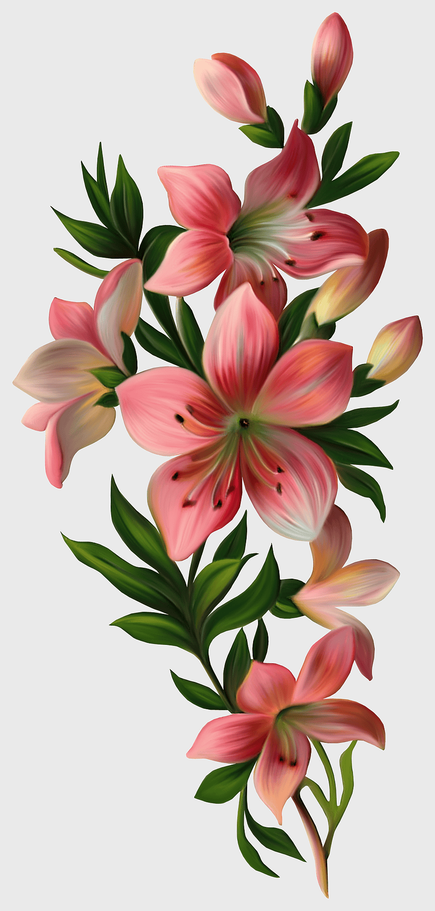 pink lily illustration, watercolor lily painting, floral design with green leaves, vintage clothing flower print, botanical art, delicate flower arrangement, pastel floral decor pink lily illustration, watercolor lily painting, floral design with green leaves, vintage clothing flower print, botanical art, delicate flower arrangement, pastel floral decor