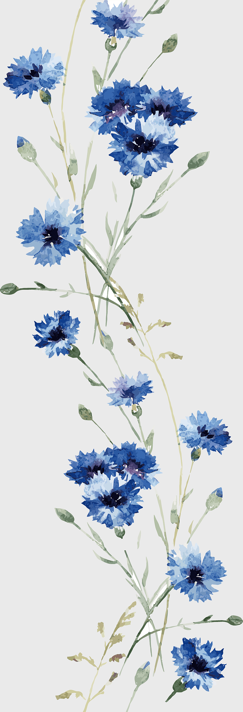 watercolor cornflower decal, blue cornflower painting, watercolor flower wall art, floral watercolor design, botanical illustration, decorative floral pattern, hand-painted wildflower art watercolor cornflower decal, blue cornflower painting, watercolor flower wall art, floral watercolor design, botanical illustration, decorative floral pattern, hand-painted wildflower art