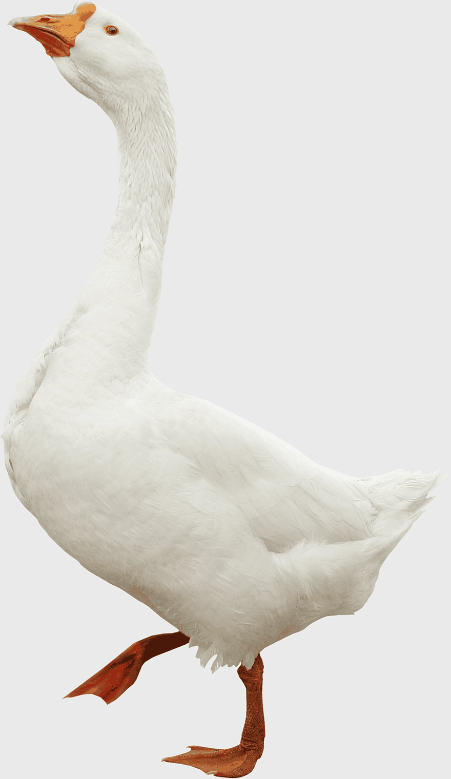 white goose, Toulouse goose, domestic goose, waterfowl, farm animals, poultry farming, goose breeds white goose, Toulouse goose, domestic goose, waterfowl, farm animals, poultry farming, goose breeds