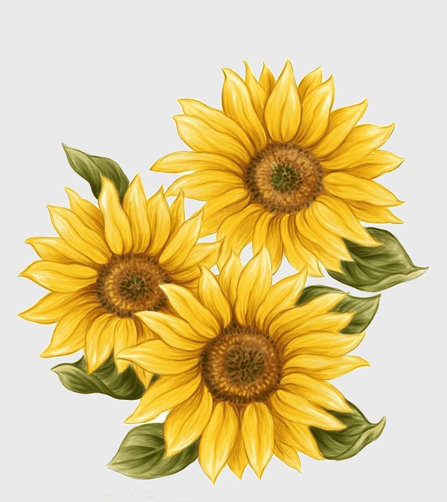 hand-painted sunflower, watercolor sunflower painting, decorative sunflower art, sunflower petal illustration, floral watercolor design, botanical art print, yellow flower artwork