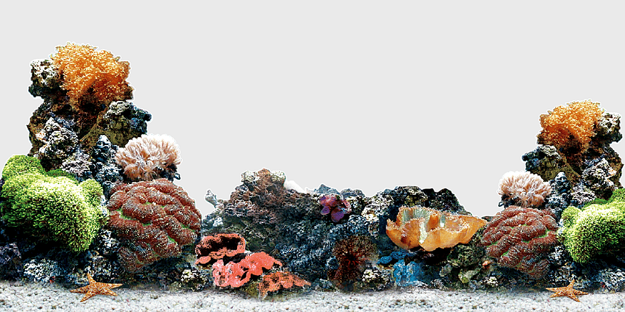 coral reefs, seabed coral, vibrant coral color, underwater coral formations, marine biodiversity, ocean floor ecosystems, colorful marine life