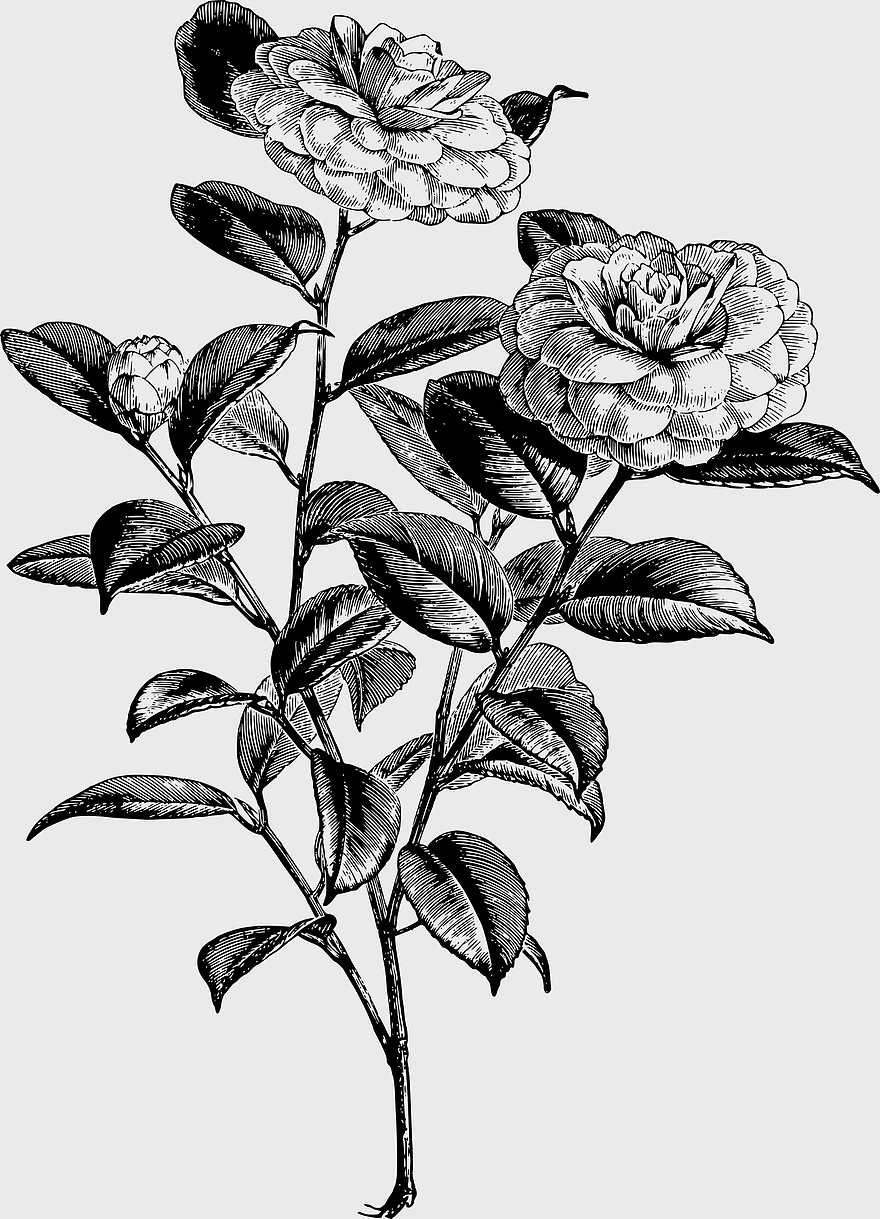 Flower line art, vintage floral design, ornamental decoration, retro botanical illustration, classic floral motif, elegant vintage art, antique floral pattern, png Flower line art, vintage floral design, ornamental decoration, retro botanical illustration, classic floral motif, elegant vintage art, antique floral pattern, png