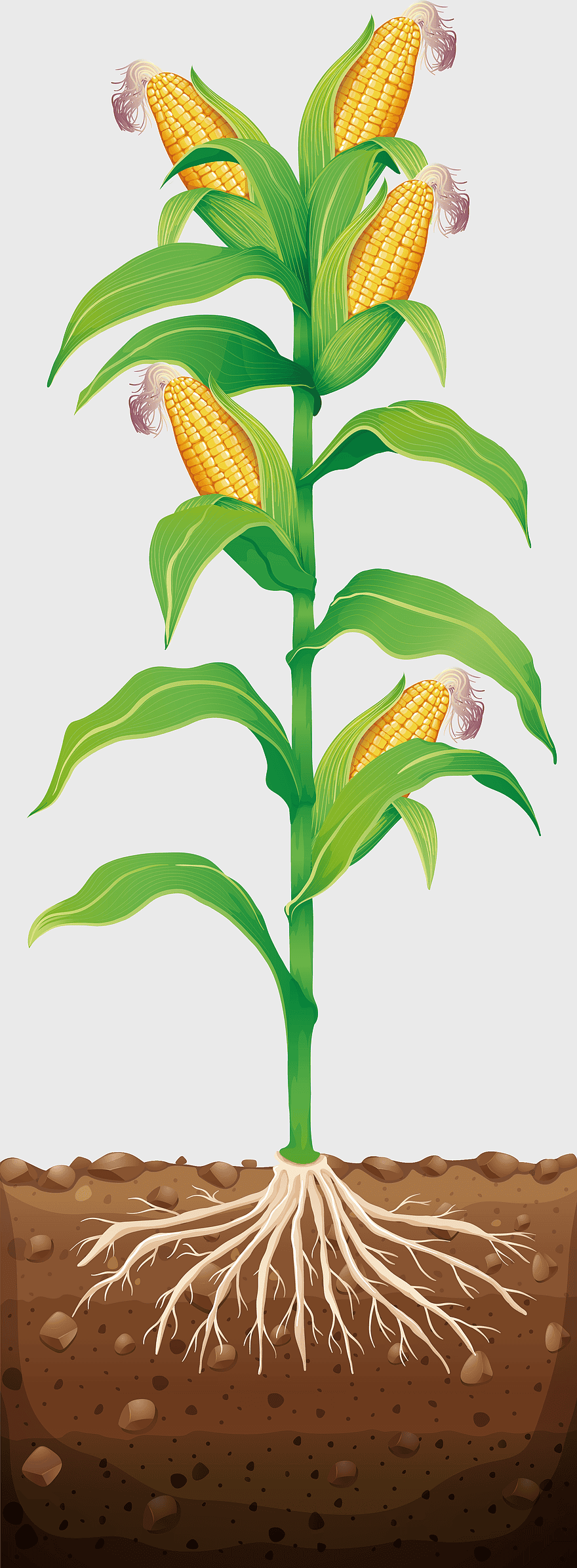 corn on the cob illustration, sweet corn plant, brightly colored corn, growing corn, corn field, maize cultivation, agricultural plant art corn on the cob illustration, sweet corn plant, brightly colored corn, growing corn, corn field, maize cultivation, agricultural plant art