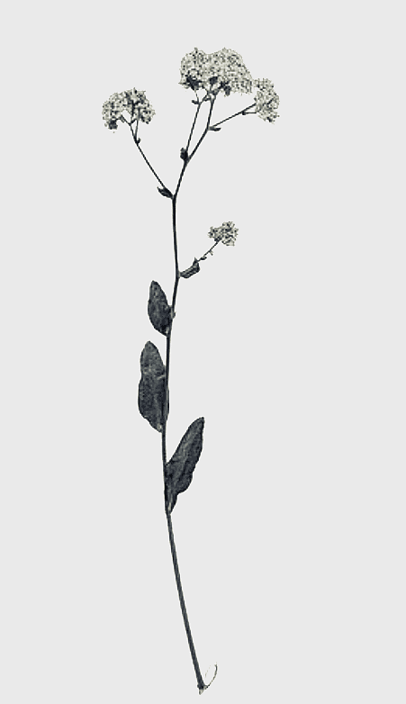 dried flower branches illustration, free buckle material, dried flowers diagram, decoration with dried flowers, botanical illustration, floral design elements, vintage floral art dried flower branches illustration, free buckle material, dried flowers diagram, decoration with dried flowers, botanical illustration, floral design elements, vintage floral art