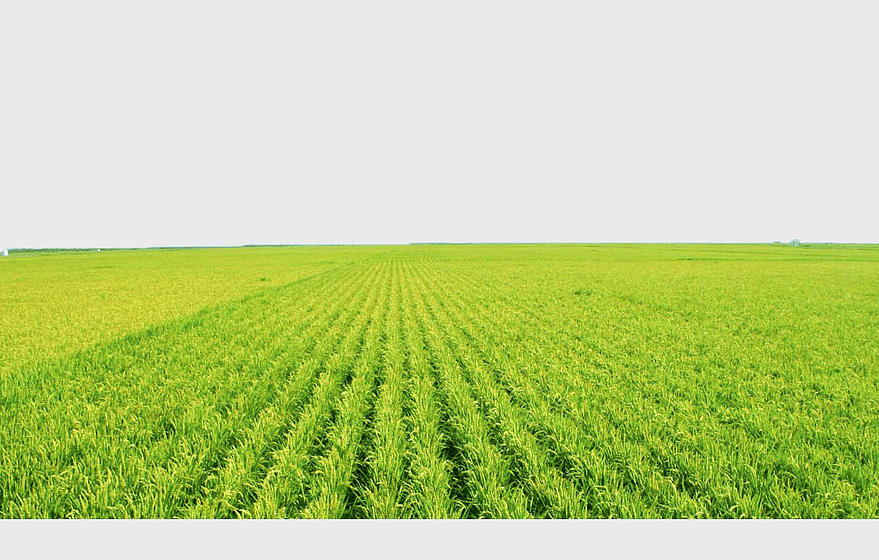 grass field, green rice fields, paddy field agriculture, fertilizer application, sustainable farming, crop cultivation techniques, natural landscape graphy grass field, green rice fields, paddy field agriculture, fertilizer application, sustainable farming, crop cultivation techniques, natural landscape graphy