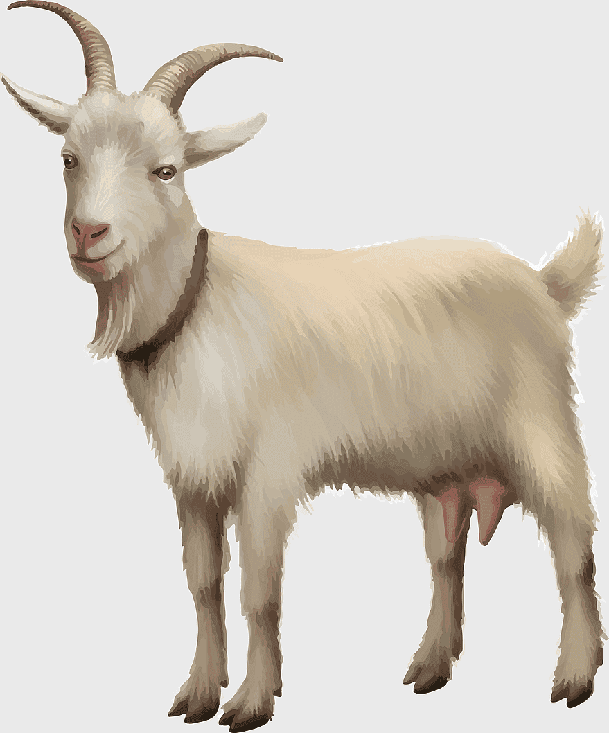 kawaii goat illustration, mountain goat with horns, goat milk livestock, rove goat cartoon, cute farm animal art, fluffy goat graphic, pastoral goat design kawaii goat illustration, mountain goat with horns, goat milk livestock, rove goat cartoon, cute farm animal art, fluffy goat graphic, pastoral goat design