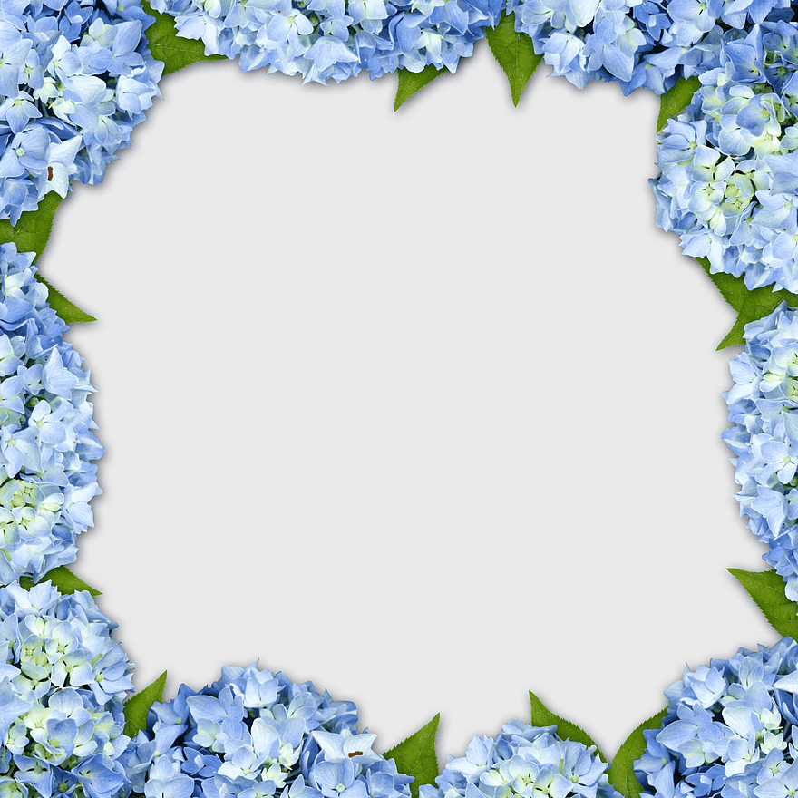 blue hydrangea border template, floral frame design, purple flower border background, certificate floral border, decorative floral arrangement, elegant flower frame, hydrangea floral decoration blue hydrangea border template, floral frame design, purple flower border background, certificate floral border, decorative floral arrangement, elegant flower frame, hydrangea floral decoration