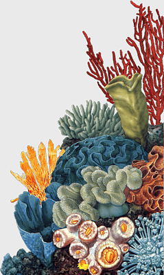 coral reefs, deep sea coral, underwater plants, marine ecosystem, ocean biodiversity, aquatic life, colorful coral formations coral reefs, deep sea coral, underwater plants, marine ecosystem, ocean biodiversity, aquatic life, colorful coral formations