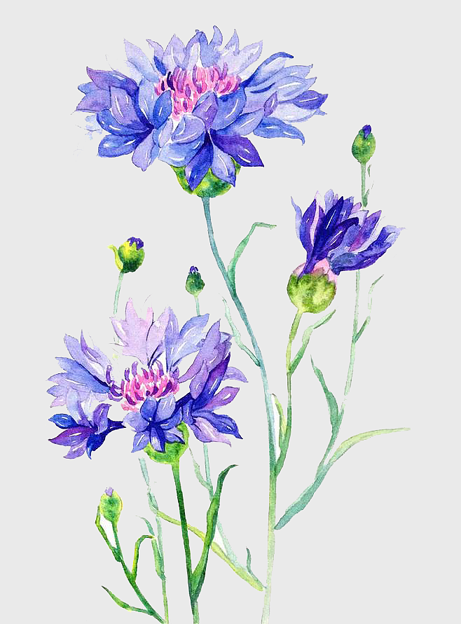 blue cornflower watercolor, hand painted cornflower illustration, watercolor cornflower flowers, botanical watercolor painting, floral watercolor art, cornflower floral design, purple wildflower painting blue cornflower watercolor, hand painted cornflower illustration, watercolor cornflower flowers, botanical watercolor painting, floral watercolor art, cornflower floral design, purple wildflower painting